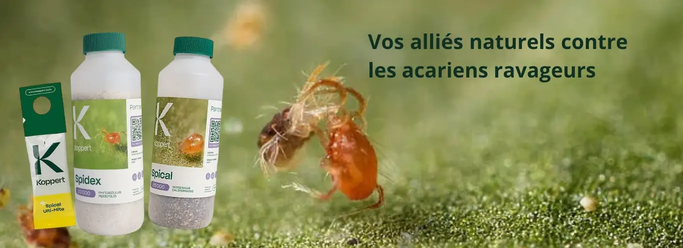 Acariens_predateurs_des_acariens