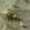 Amblydromalus limonicus