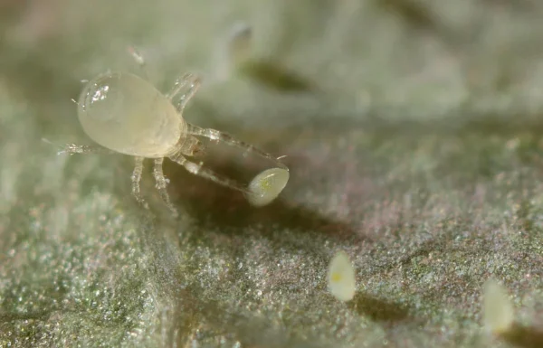 Amblydromalus limonicus
