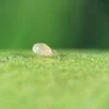 Amblyseius_swirskii