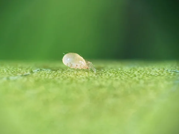 Amblyseius_swirskii