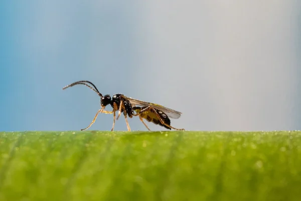 Aphidius ervi