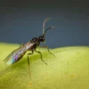 Aphidius matricariae