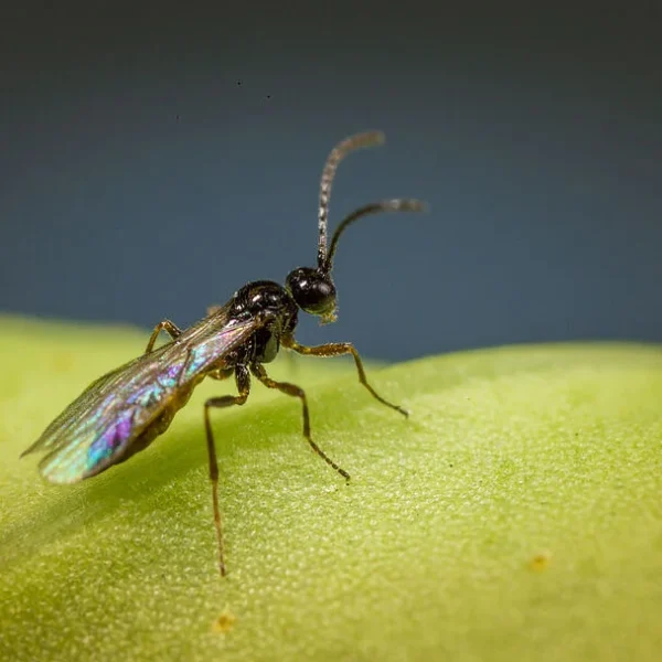 Aphidius matricariae