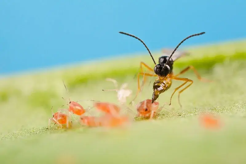 Aphidius_colemani