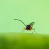 Aphidius_colemani