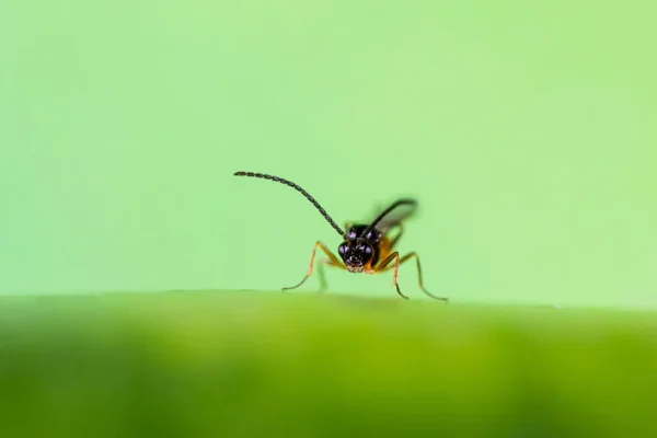 Aphidius_colemani