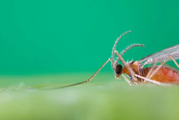 Aphidoletes_aphidimyza