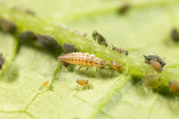 Chrysoperla carnea