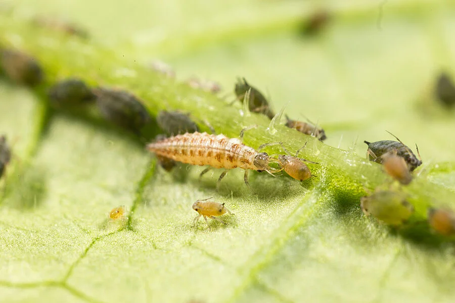 Chrysoperla carnea