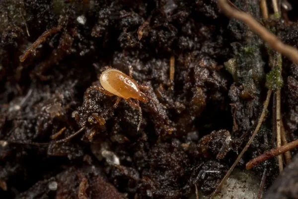 Macrocheles robustulus