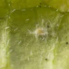 Mycotal trialeurodes