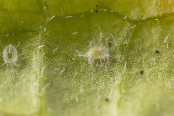 Mycotal trialeurodes