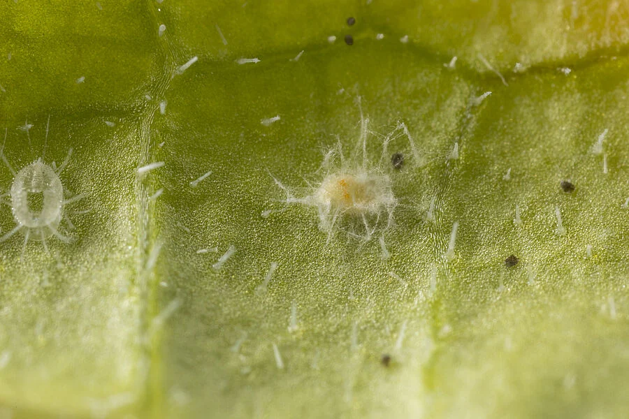 Mycotal trialeurodes