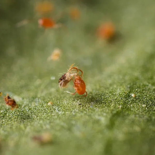 Phytoseiulus persimilis
