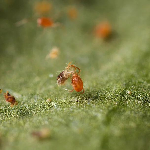 Phytoseiulus persimilis