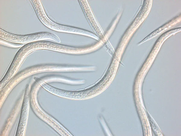 Steinernema carpocapsae