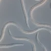 Steinernema feltiae