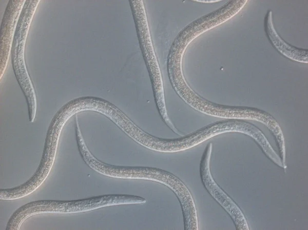 Steinernema feltiae