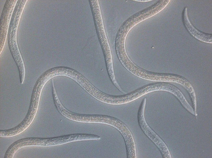 Steinernema feltiae