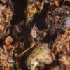 Stratiolaelaps scimitus