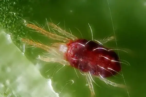 acarien_tetranyque