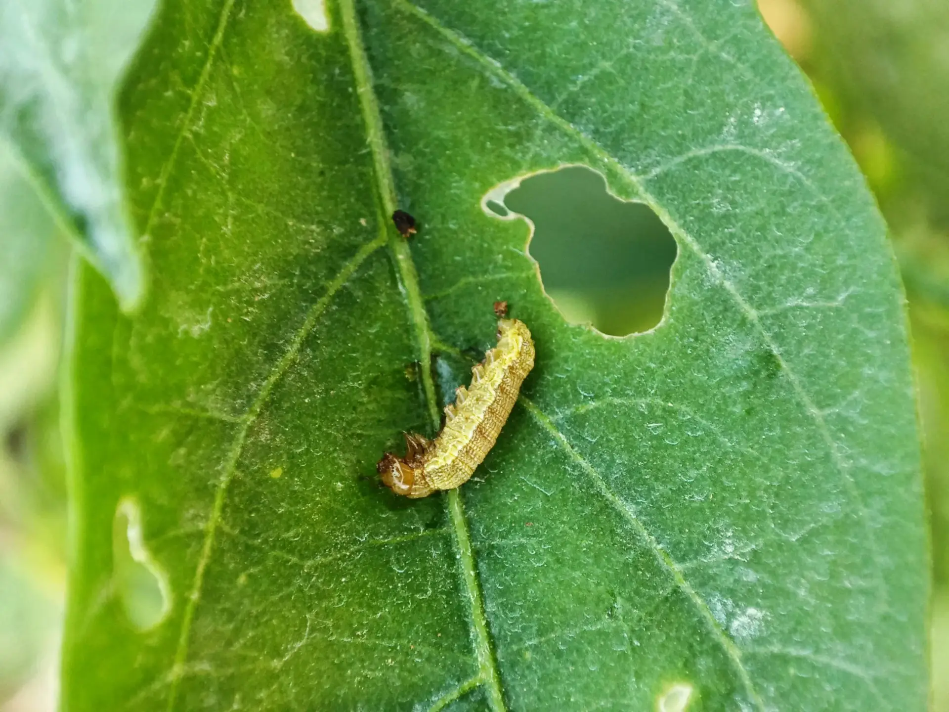 chenille