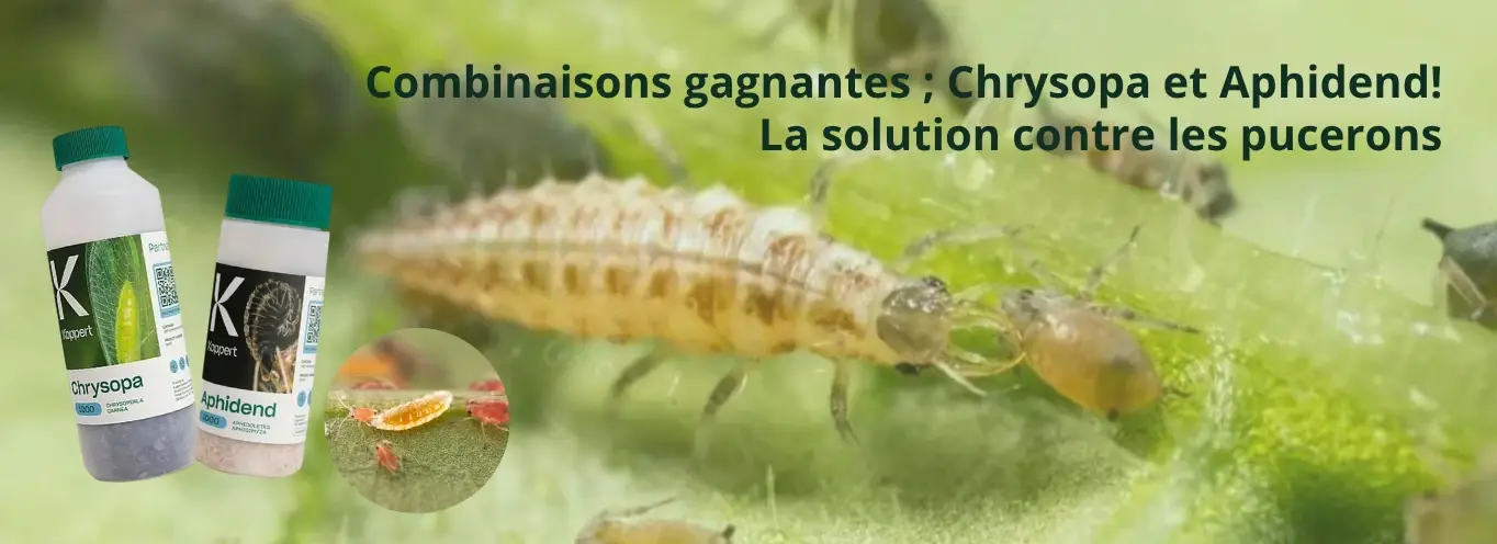 combinaisons gagnantes