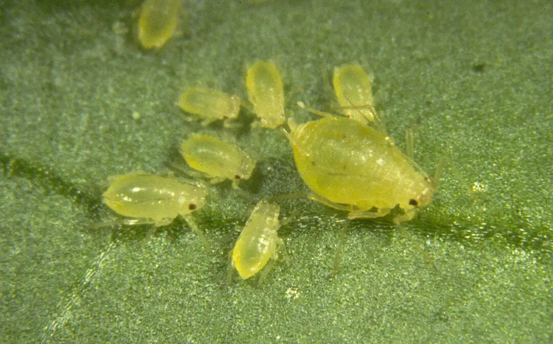 green_peach_aphid_myzus_persicae_adult
