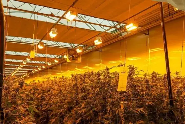 horiver-cannibis