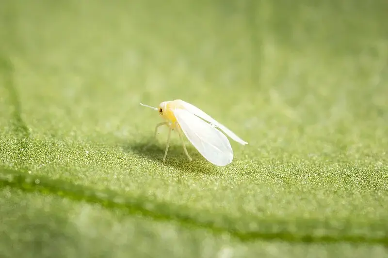 mouche-blanche