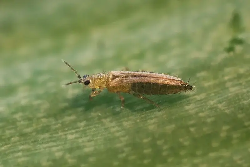 thrips